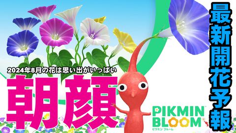 『ピクミン ブルーム』8月はアサガオ!! 夏本番を迎える最新の開花予報を予習しよう【プレイログ#684】