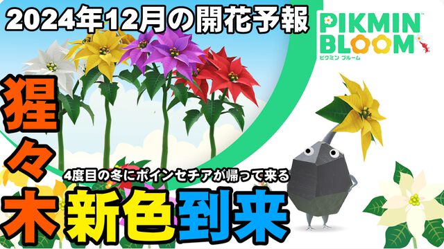 『ピクミン ブルーム』ポインセチア再び!! 新たな色が加わる2024年最後の開花予報＆近況リポート【プレイログ#786】