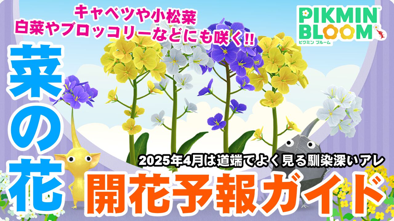 『ピクミン ブルーム』世界中を菜の花畑に!! ありそうでなかった2025年4月の開花予報ガイド【プレイログ#881】