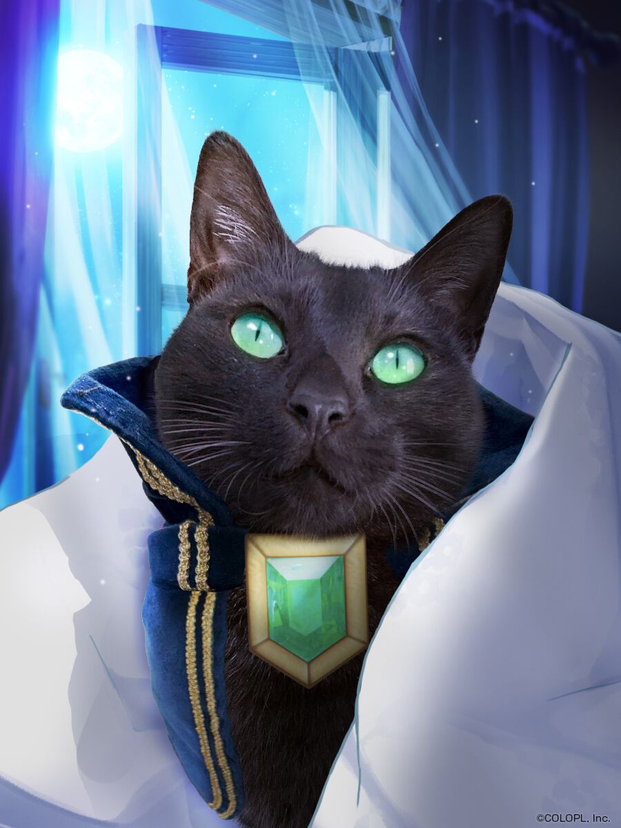 黒猫のウィズ』ウィズがリアル黒猫になっちゃった!?【エイプリル