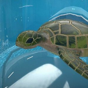 サメやウミガメを飼育して自分だけの夢のアクアリウムが作れるシミュレーション『Aquarist』を紹介【電撃インディー#634】