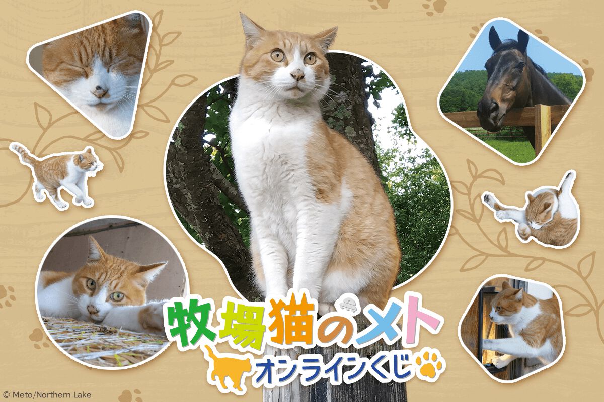 ナン屋のネコ 01009547_1.jpg