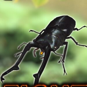 『甲虫王者ムシキング』のブロックチェーンゲーム『MUSHInomics with MUSHIKING』が発表。11月上旬から6週間の期間限定公開を予定