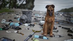 『Restore Your Island』犬といっしょに荒廃した島をおそうじして楽園に変えるシミュレーターの“癒やしヂカラ”が凄そう