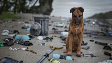 『Restore Your Island』犬といっしょに荒廃した島をおそうじして楽園に変えるシミュレーターの“癒やしヂカラ”が凄そう
