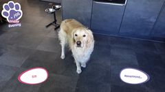 『ゴールデンレトリバーと過ごす日々』実写の犬が主役のペットシミュレーションのデモ版が8月12日配信。“ピチュー”と名付けられたワンコとお散歩したりブラッシングしたり