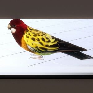 記憶できなきゃ“鳥裁判所”行き。狂気の空間記憶デスゲーム『記憶力最強エレベーター！？』Steamで12/10配信