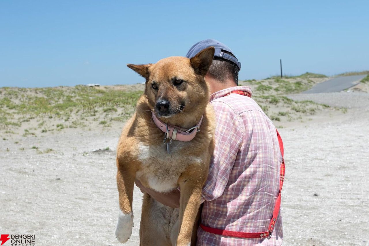 海辺の犬ララ子トシさん田舎暮らしの本 犬雑貨・オーナーズグッズ