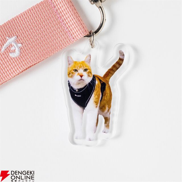 元野良猫チャチャ