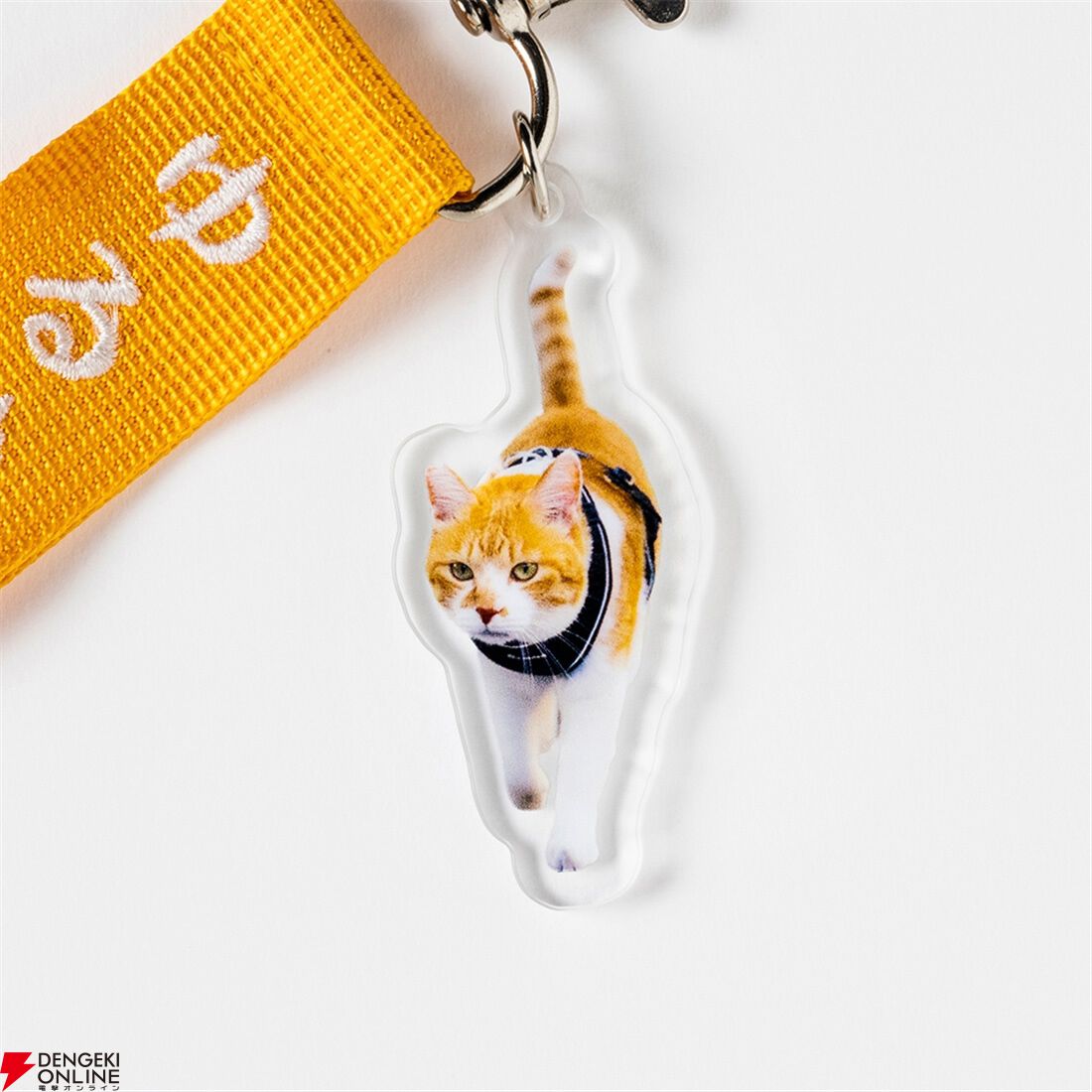 元野良猫チャチャ