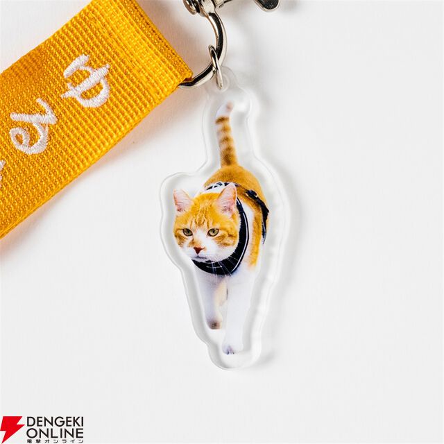 元野良猫チャチャ