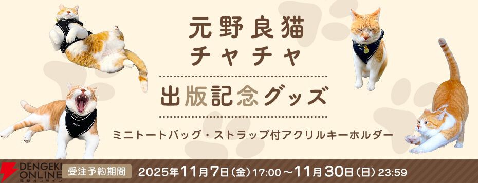 元野良猫チャチャ