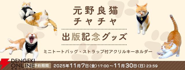 元野良猫チャチャ