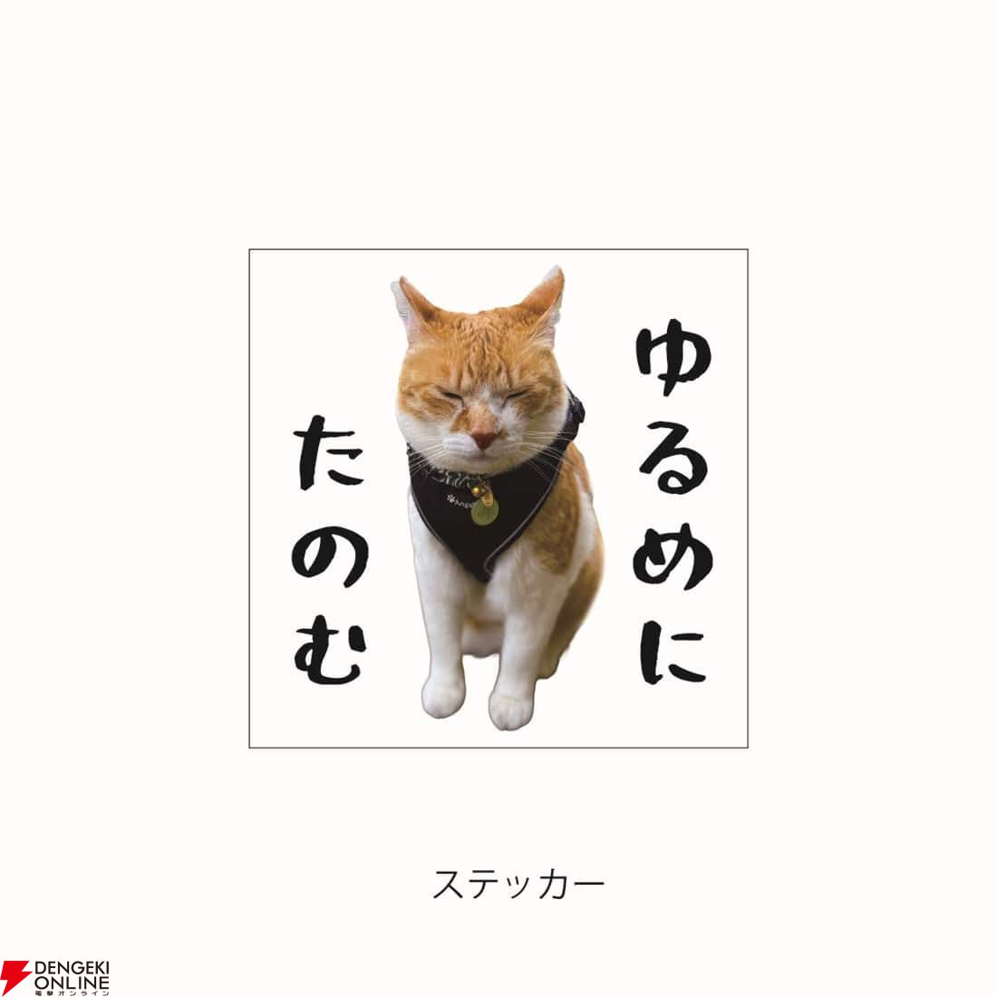 元野良猫チャチャ