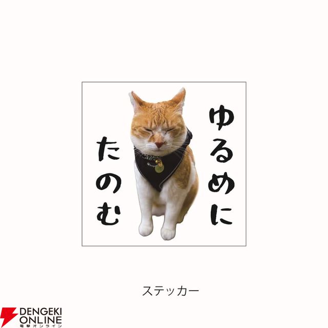 元野良猫チャチャ