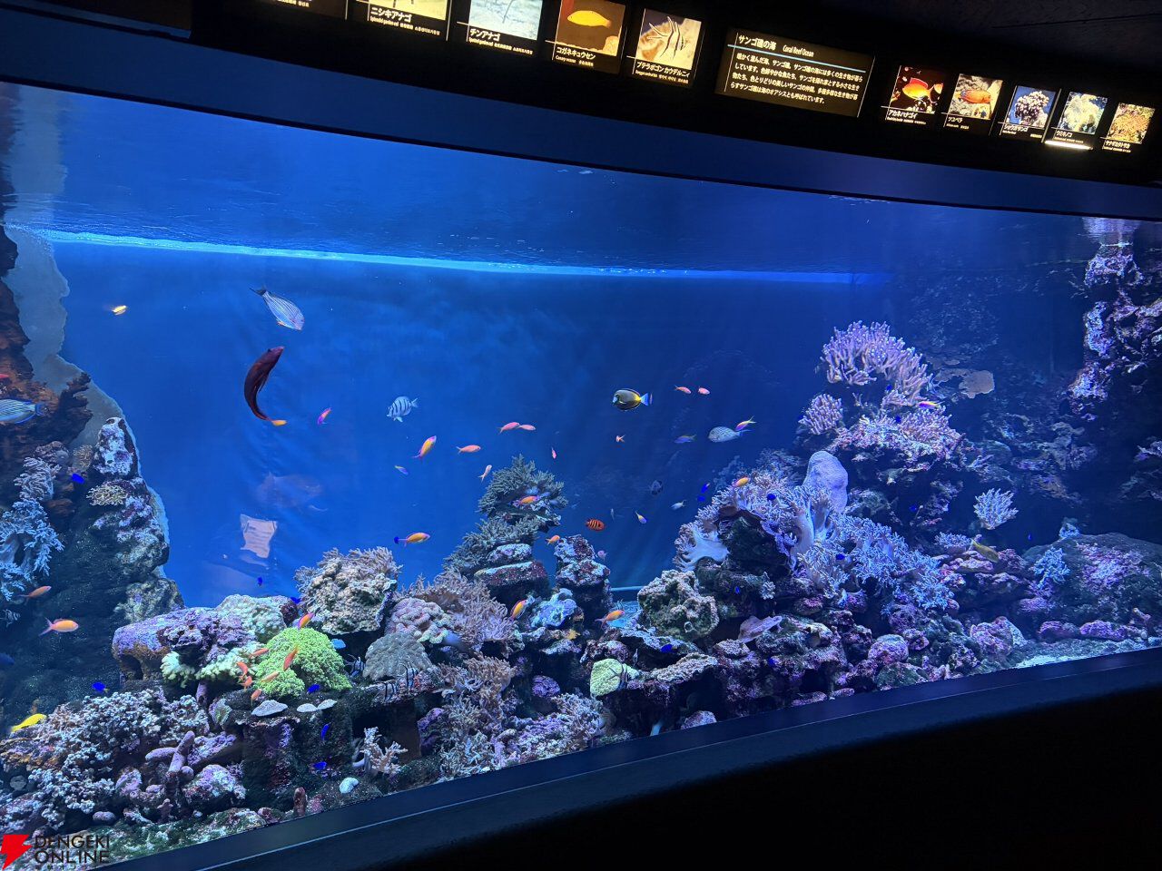 『ヘブバン』サンシャイン水族館コラボレポート。月歌＆あいなの音声ガイドで魅力的な展示をさらに楽しめること間違いなし。グッズ売り場にも遊び満載【日記#242】