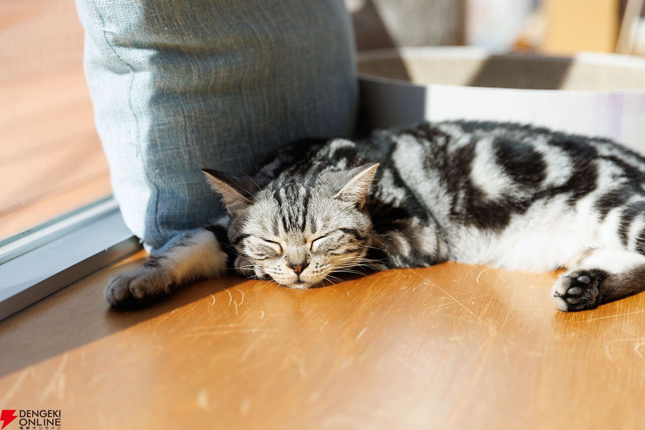 リトルキティ・ビッグシティ』と猫カフェ・Cat Café MOFFがコラボ