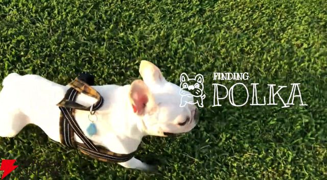 一歩進めば、何かが起こる。犬をさがすアドベンチャー『Finding Polka』Steamで8/12発売。ゲムダン13への出展も