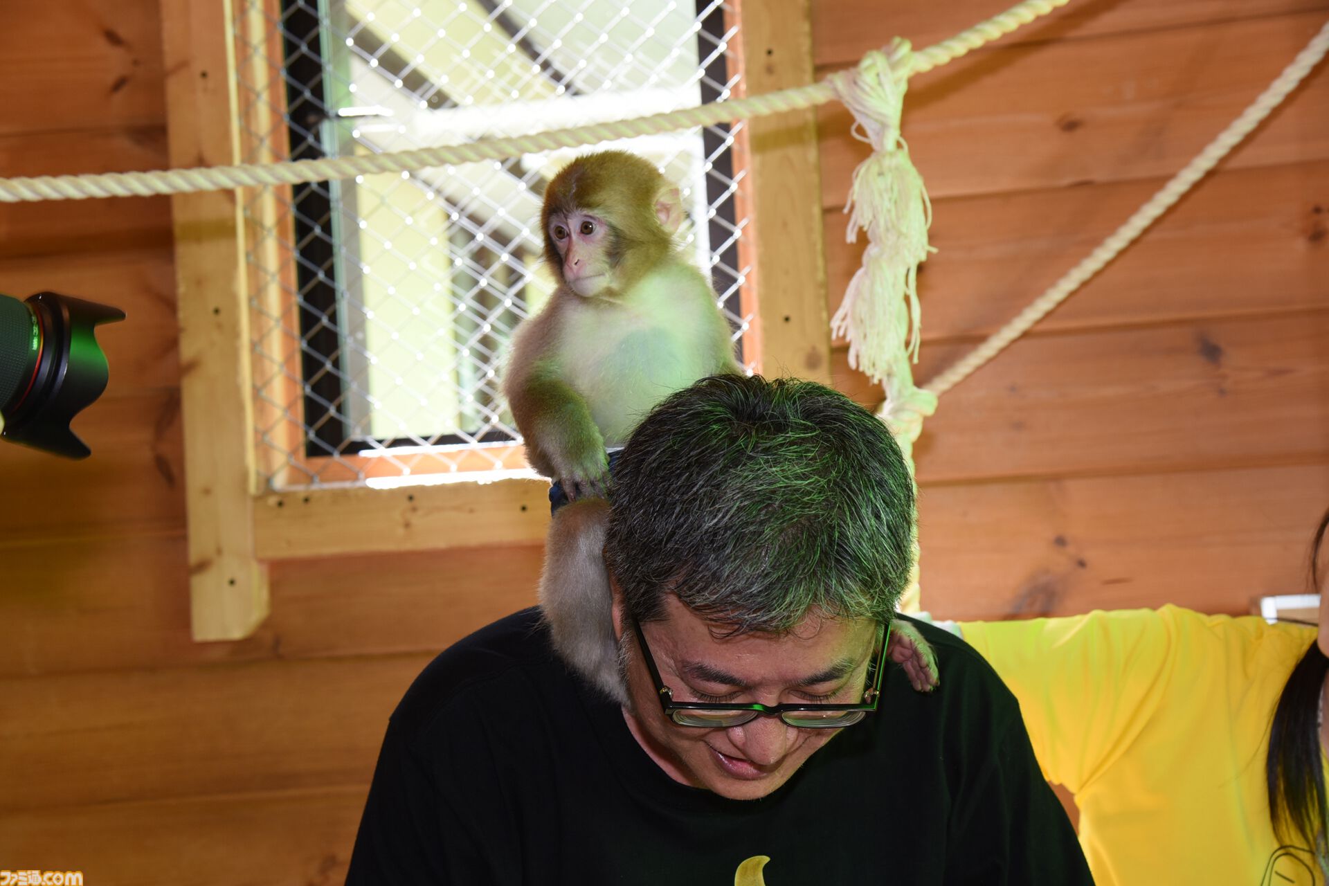 おじさんふたり、日光さる軍団のおさるランドではしゃぐ。子ざるには人間と動物の赤ちゃん両方のかわいさがあってどうにかなりそう