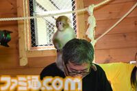 おじさんふたり、日光さる軍団のおさるランドではしゃぐ。子ざるには人間と動物の赤ちゃん両方のかわいさがあってどうにかなりそう