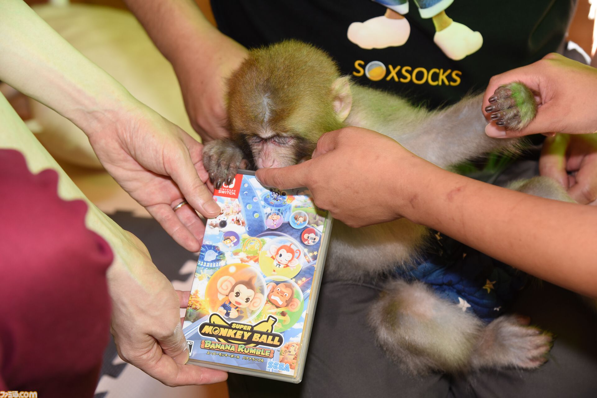 おじさんふたり、日光さる軍団のおさるランドではしゃぐ。子ざるには人間と動物の赤ちゃん両方のかわいさがあってどうにかなりそう