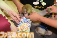 おじさんふたり、日光さる軍団のおさるランドではしゃぐ。子ざるには人間と動物の赤ちゃん両方のかわいさがあってどうにかなりそう