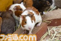 おじさんふたり、日光さる軍団のおさるランドではしゃぐ。子ざるには人間と動物の赤ちゃん両方のかわいさがあってどうにかなりそう