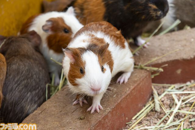 おじさんふたり、日光さる軍団のおさるランドではしゃぐ。子ざるには人間と動物の赤ちゃん両方のかわいさがあってどうにかなりそう