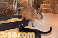 おじさんふたり、日光さる軍団のおさるランドではしゃぐ。子ざるには人間と動物の赤ちゃん両方のかわいさがあってどうにかなりそう