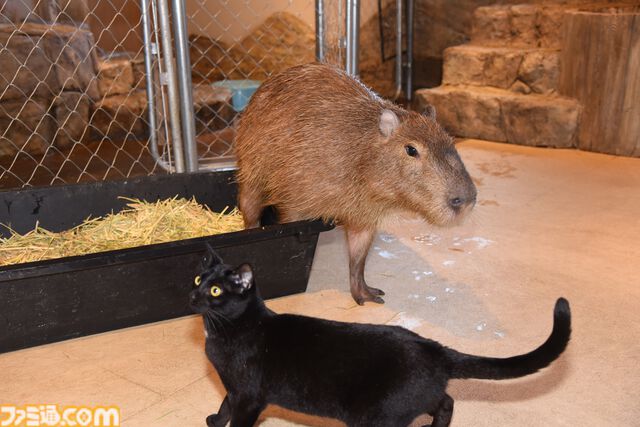 おじさんふたり、日光さる軍団のおさるランドではしゃぐ。子ざるには人間と動物の赤ちゃん両方のかわいさがあってどうにかなりそう