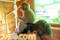 おじさんふたり、日光さる軍団のおさるランドではしゃぐ。子ざるには人間と動物の赤ちゃん両方のかわいさがあってどうにかなりそう
