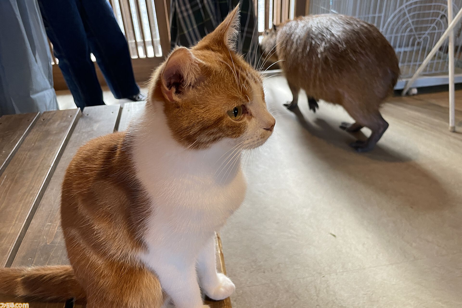 おじさんふたり、日光さる軍団のおさるランドではしゃぐ。子ざるには人間と動物の赤ちゃん両方のかわいさがあってどうにかなりそう