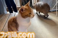 おじさんふたり、日光さる軍団のおさるランドではしゃぐ。子ざるには人間と動物の赤ちゃん両方のかわいさがあってどうにかなりそう