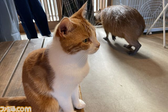 おじさんふたり、日光さる軍団のおさるランドではしゃぐ。子ざるには人間と動物の赤ちゃん両方のかわいさがあってどうにかなりそう