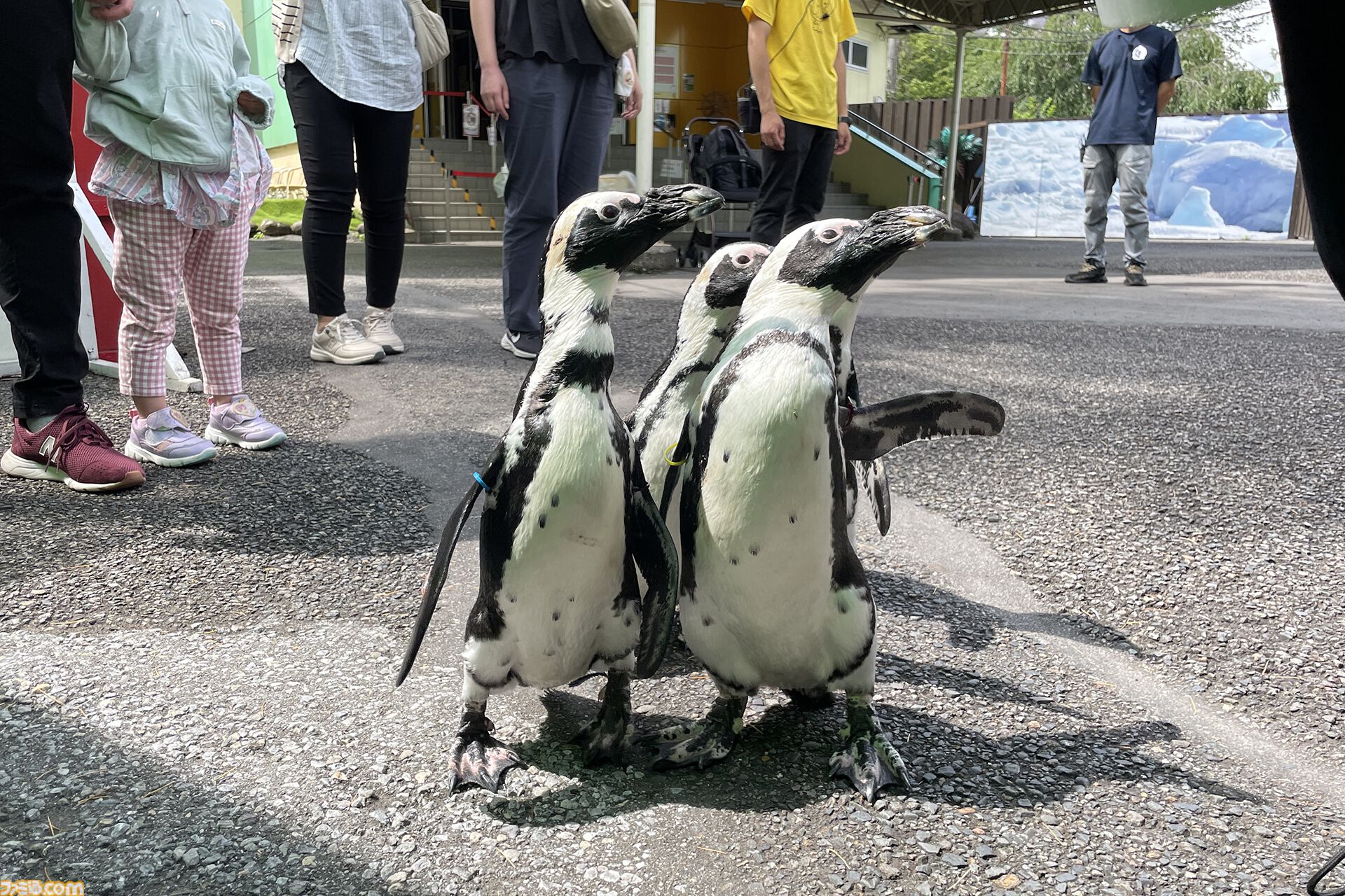 おじさんふたり、日光さる軍団のおさるランドではしゃぐ。子ざるには人間と動物の赤ちゃん両方のかわいさがあってどうにかなりそう