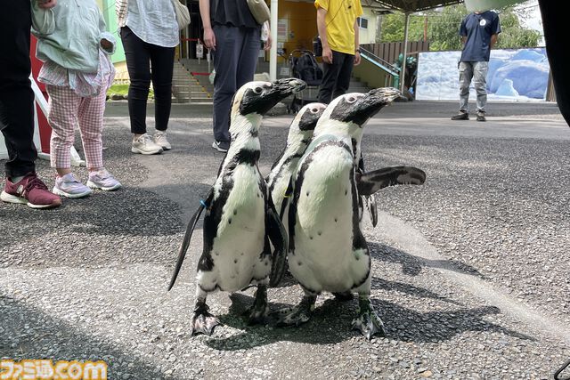 おじさんふたり、日光さる軍団のおさるランドではしゃぐ。子ざるには人間と動物の赤ちゃん両方のかわいさがあってどうにかなりそう