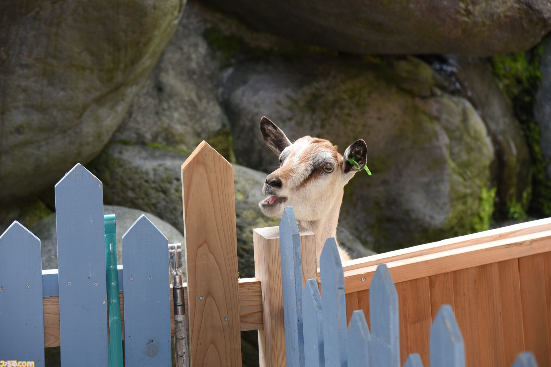 おじさんふたり、日光さる軍団のおさるランドではしゃぐ。子ざるには人間と動物の赤ちゃん両方のかわいさがあってどうにかなりそう