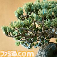 盆栽をBANDAI SPIRITSの最新技術でプラモデル化。吾妻五葉松を精密に再現、お値段3万円
