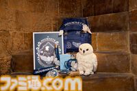 『ハリー・ポッター』ヘドウィグづくしの新グッズがスタジオツアー東京にて発売。パーカーやかわいいシュシュ、ワッペン付きバックパックなど普段使いしやすい