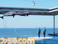 『ハイキュー!!』と上越市立水族博物館うみがたりがコラボイベント開催。オリジナルボイスや特別展示で日向や影山と一緒に水族館を巡れる