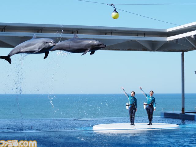 『ハイキュー!!』と上越市立水族博物館うみがたりがコラボイベント開催。オリジナルボイスや特別展示で日向や影山と一緒に水族館を巡れる