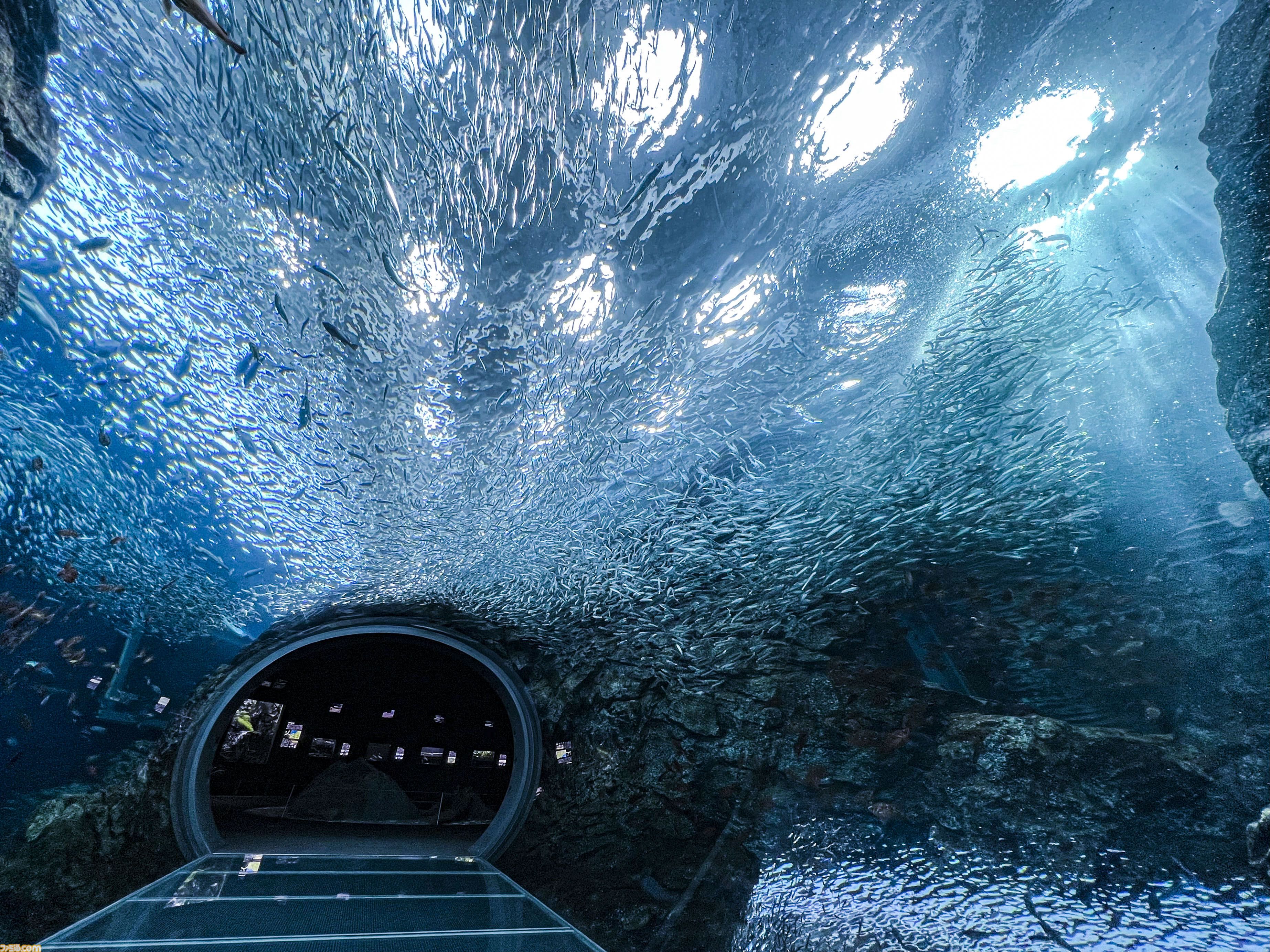 『ハイキュー!!』と上越市立水族博物館うみがたりがコラボイベント開催。オリジナルボイスや特別展示で日向や影山と一緒に水族館を巡れる