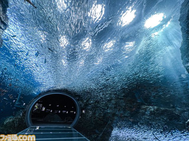『ハイキュー!!』と上越市立水族博物館うみがたりがコラボイベント開催。オリジナルボイスや特別展示で日向や影山と一緒に水族館を巡れる