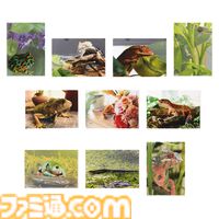 一番くじ“爬虫類＆両生類”でアメフクラガエルのキュートなおしりクッションが登場、もちもちの質感に癒される。本日（4/11）よりローソンなどで発売