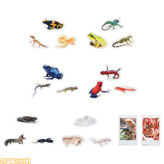 一番くじ“爬虫類＆両生類”でアメフクラガエルのキュートなおしりクッションが登場、もちもちの質感に癒される。本日（4/11）よりローソンなどで発売