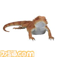 一番くじ“爬虫類＆両生類”でアメフクラガエルのキュートなおしりクッションが登場、もちもちの質感に癒される。本日（4/11）よりローソンなどで発売