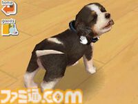 『nintendogs』（ニンテンドッグス）20周年。本物そっくりの仕草があまりにもかわいい、人気犬種の子犬たちと触れ合いながら暮らせるコミュニケーションゲーム【今日は何の日？】