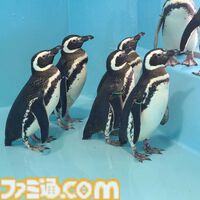 『アクアリウムは踊らない』長岡市寺泊水族博物館とコラボ決定。館内BGMがゲームBGMとなり、スーズ（声：黒沢ともよ）による館内放送も