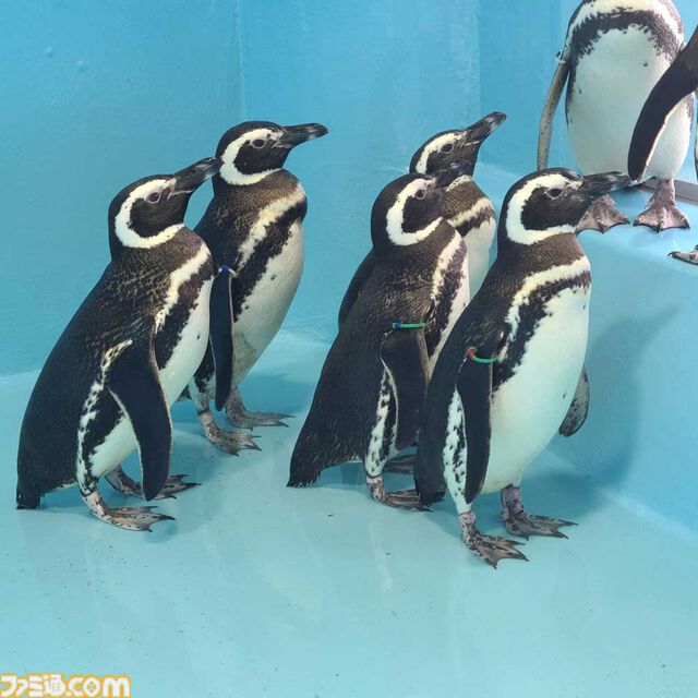 『アクアリウムは踊らない』長岡市寺泊水族博物館とコラボ決定。館内BGMがゲームBGMとなり、スーズ（声：黒沢ともよ）による館内放送も