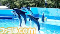 『アクアリウムは踊らない』長岡市寺泊水族博物館とコラボ決定。館内BGMがゲームBGMとなり、スーズ（声：黒沢ともよ）による館内放送も